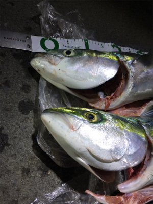 大漁!!!ブリヒラメシーバス