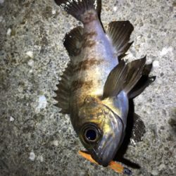 満潮までの上げ潮でメバリング