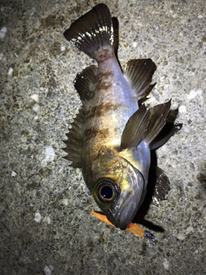 満潮までの上げ潮でメバリング