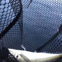 またもやポイント一人勝ち(笑)(釣行 其の拾六)