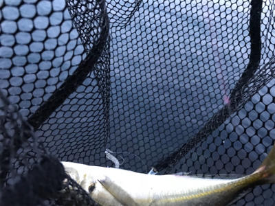 またもやポイント一人勝ち(笑)(釣行 其の拾六)