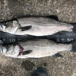 久々にヒラスズキ