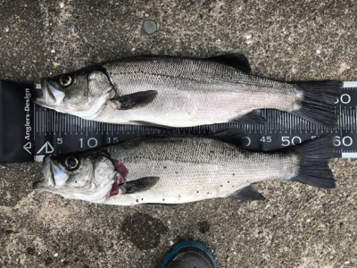 久々にヒラスズキ