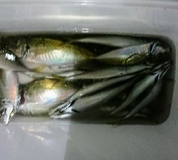 サビキでゴーゴー