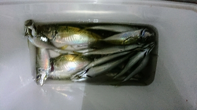 サビキでゴーゴー