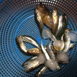 まさかのゲスト