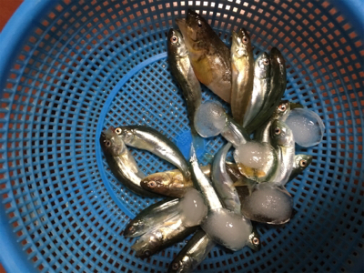 まさかのゲスト