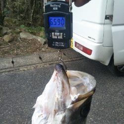 ランカーヒラスズキ