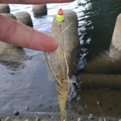 多摩川テナガエビ調査釣行2