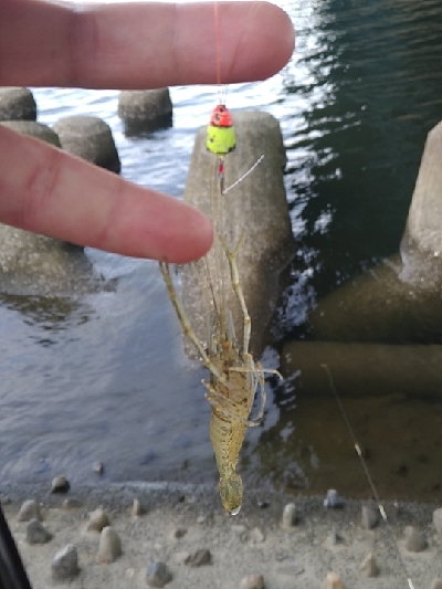 多摩川テナガエビ調査釣行2