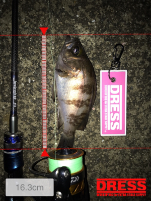 雨上がりのメバリング