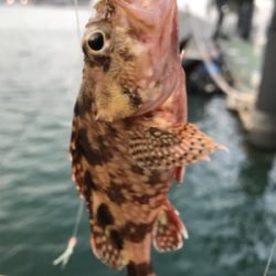 ジャボならずアジ1匹