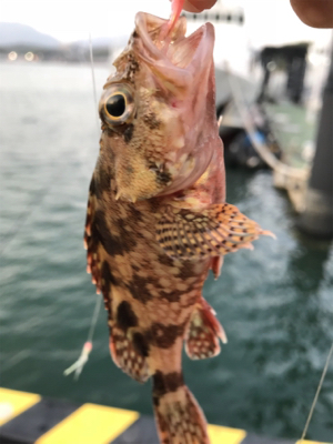 ジャボならずアジ1匹