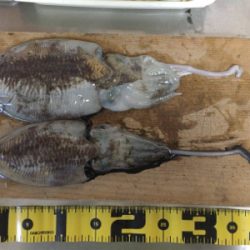 人生初のエギング