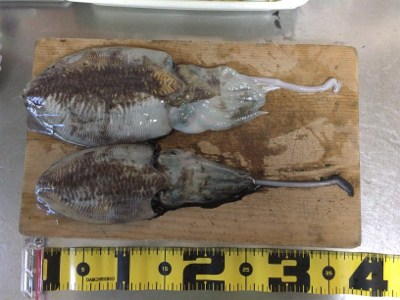 人生初のエギング