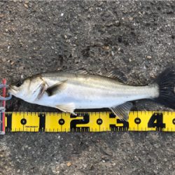 エビ撒き 好釣‼︎