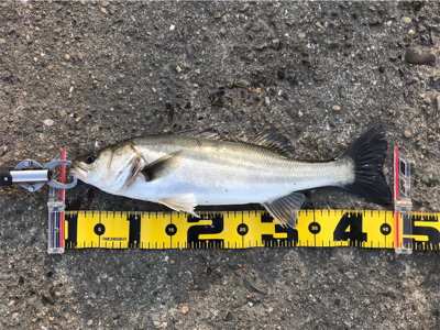 エビ撒き 好釣‼︎