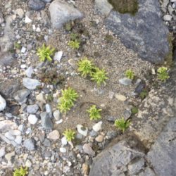 今年初の渓流釣り