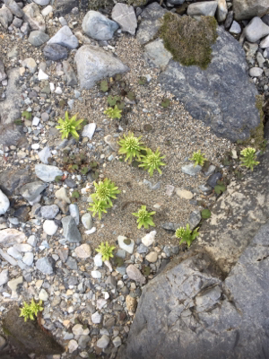 今年初の渓流釣り