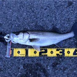 連日釣行を堪能‼︎