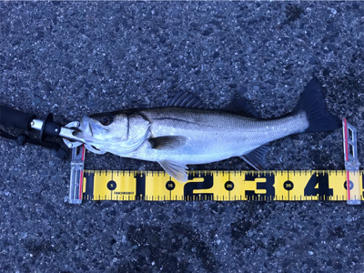 連日釣行を堪能‼︎