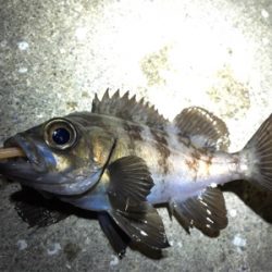 一時間だけメバリング