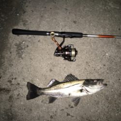 連日連夜絶好調！