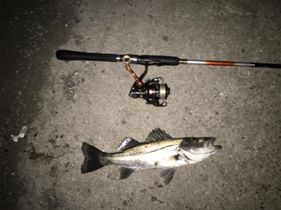 連日連夜絶好調！