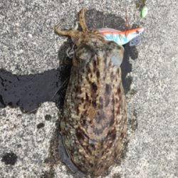 コウイカ連発！