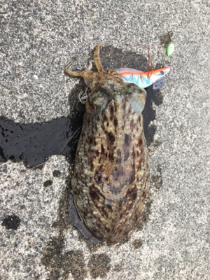 コウイカ連発！