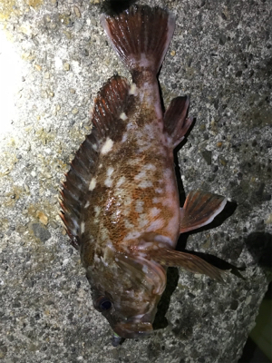 海太郎さんまじパネェッす