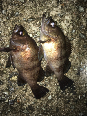 明石でメバリング