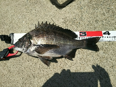 ズボ釣りで満足釣行
