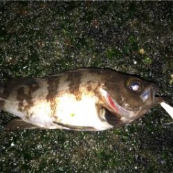 プラグ中心にキャスト