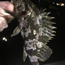 どうしてもメバルが釣りたくて