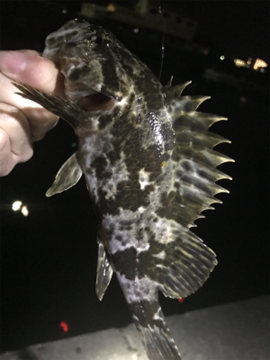 どうしてもメバルが釣りたくて