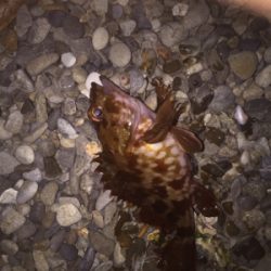 久々にメバリング!