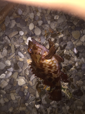 久々にメバリング!