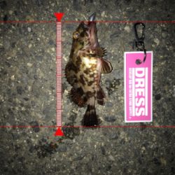 メバリングからのガシリング