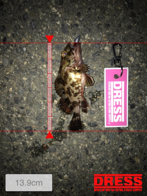 メバリングからのガシリング