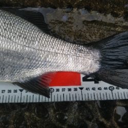 海陽町でヒラスズキ