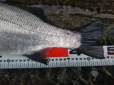 海陽町でヒラスズキ