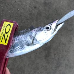 今期、初物です!