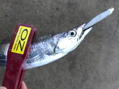 今期、初物です!