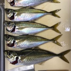 グレ1匹、小アジたくさん