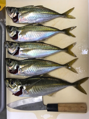 グレ1匹、小アジたくさん