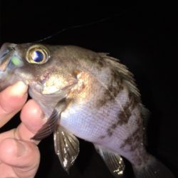 明石周辺メバリング