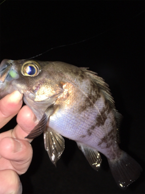 明石周辺メバリング