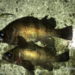 メバルプラッキング