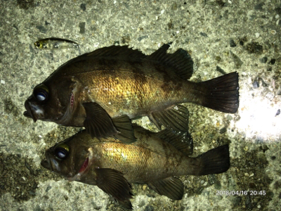 メバルプラッキング